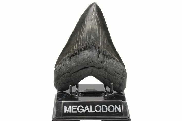 Serrated, Fossil Megalodon Tooth - South Carolina #208553
